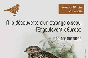 A la découverte d'un étrange oiseau, l'Engoulevent d'Europe