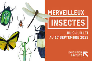 Merveilleux insectes