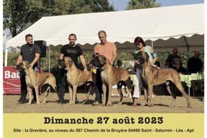 Exposition Canine de Dogue Allemand