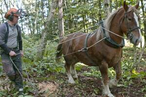 Les Rendez-vous Landevenneg / Conférence sur le cheval breton