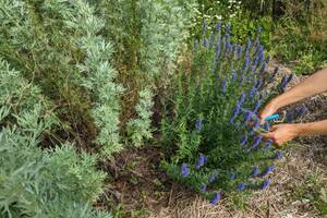 Découverte de l'herboristerie : Comment prendre soin de sa peau avec les plantes médicinales