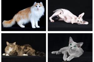 World Cat Show 2023 