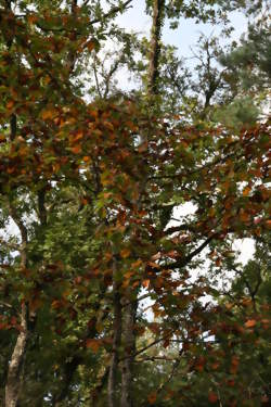 LA FORET OUVRE SES PORTES