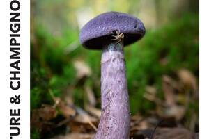 Exposition Nature et Champignons