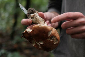 Sortie pédagogique champignons