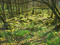 Arbres et forêts