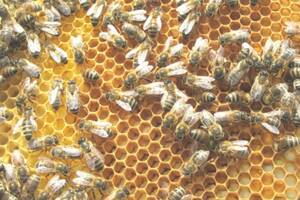 Conférence « Le Monde des abeilles » par le CIVAM Apicole du Velay »