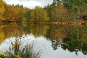 photo Aquarelle/Carnet de Voyage dans les 1000 étangs en automne
