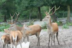 Soirée - repas écoute du brame du cerf