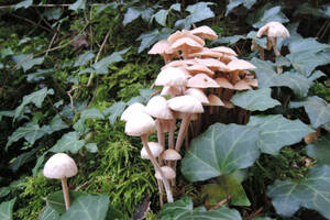 photo découverte des champignons en forêt