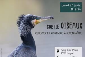 Sortie Oiseaux