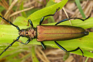 Au pays des insectes