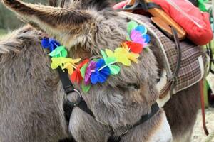 Carnaval et rallye photos avec les ânes