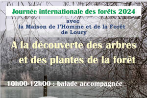 A la découverte des arbres et des plantes de la forêt d'Orléans dans le cadre des JIF