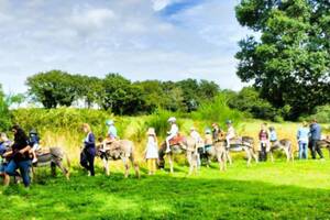 Balade à dos d'anes dans les bois, en groupe, 3 - 8 ans