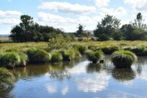 Balade nature : Oiseaux d'eau et écosystèmes aquatiques des marais d'Espalem.