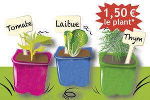 photo Vente de plants bio - OASIS Jardin de Cocagne