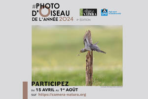 photo Concours Photo d'oiseau de l'année 2024