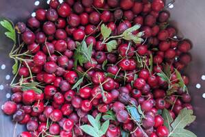 Balade à la découverte des plantes sauvages comestibles (et goûter sauvage)