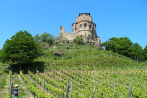 photo Forez'capades randonnée dans les vignes