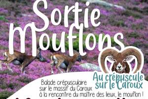 Sortie mouflons