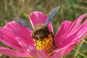 Sorties nature - Trame jaune - sur les chemins agricoles