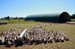 Visite d’une production de canards gras, Maison Mitteault - Artisans et producteurs - Les visites guidées de l’Office de Tourisme du Vouglaisien
