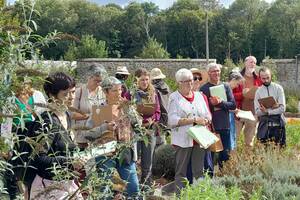 Atelier découverte des plantes aromatiques et médicinales