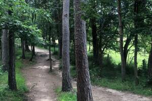 balade Immersion Nature Adultes