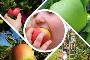 photo Cueillette de pommes au Verger à petits prix !