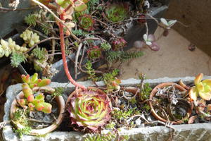 créativité et art floral :petits jardins fantaisies pour la maison