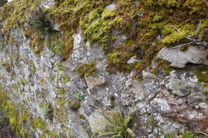 balade du curieux : plantes chameaux et milieux secs