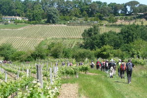 Randonnée : Les 40 km de Podensac