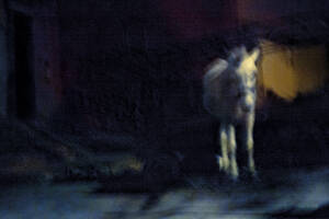 photo EXPOSITION PHOTOGRAPHIQUE : NUIT MAGNETIQUE 