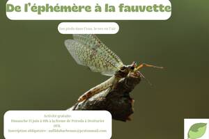 photo De l'éphémère à la fauvette
