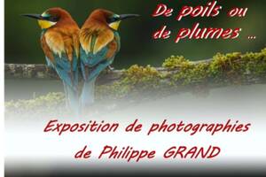 photo Exposition «  de poils ou de plumes », photographies de Philippe GRAND