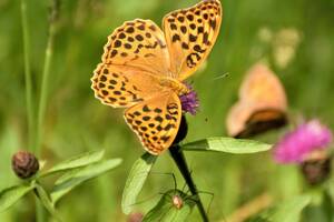 photo Balade «  le monde des insectes » avec François FOURNIER autour de Lavoute-Chilhac.