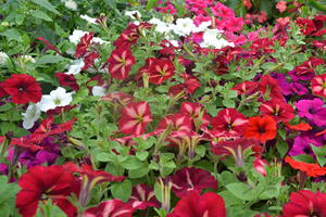 Marché aux plants et fleurs