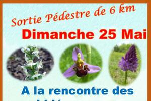 photo Sortie pédestre à la rencontre des orchidées sauvages entre Charpont et Mézières-en-Drouais