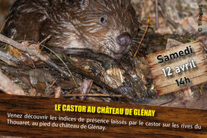 Le castor au château de Glénay