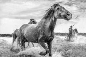 Exposition photo L'esprit de la Camargue - Cathy COHEN-SOLAL