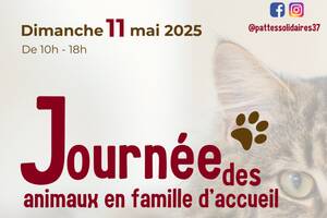 photo Pattes Solidaires