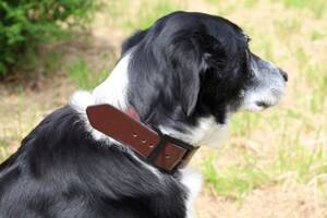 photo Stage de maroquinerie : fabrication d'un collier pour chat ou pour chien