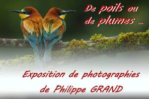Exposition «  de poils ou de plumes », photographies animalières de Philippe GRAND.