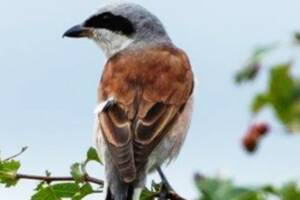 Balade «  Les oiseaux protégés en Europe, dans le Haut-Allier » autour de St Haon