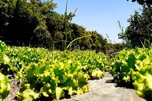 [ Les Renconstres de l'Environnement ] L'agroforesterie