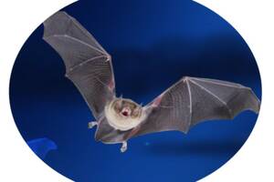 photo Nuit de la Chauve-souris - Conférence et balade nocturne autour du monde de la nuit