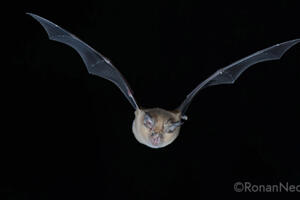 photo Sortie nocturne à l'écoute des chauves-souris