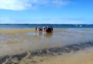 photo Visite guidée : La vie secrète du banc de sable de Pereire