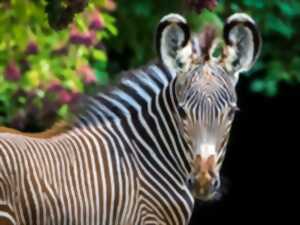 photo Journée découverte au zoo de Mulhouse